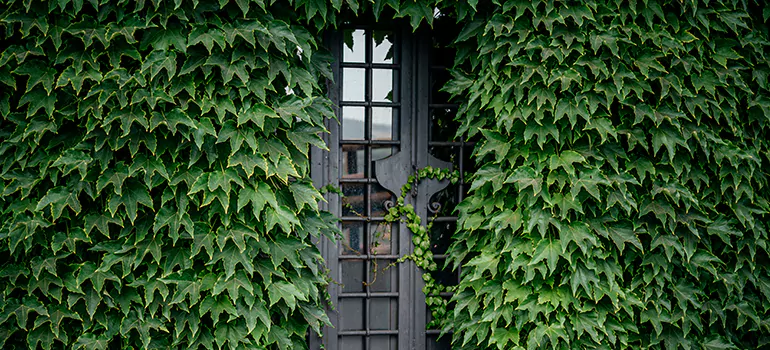 Garden Gate Repair in Daly City, CA