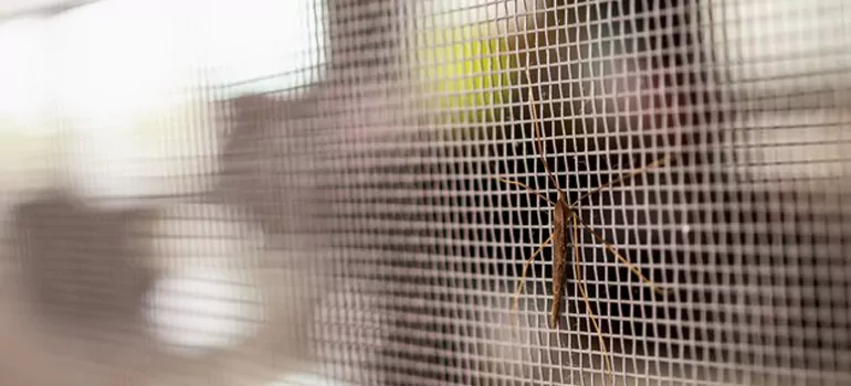 Repair Mosquito Mesh For Windows in Daly City, CA